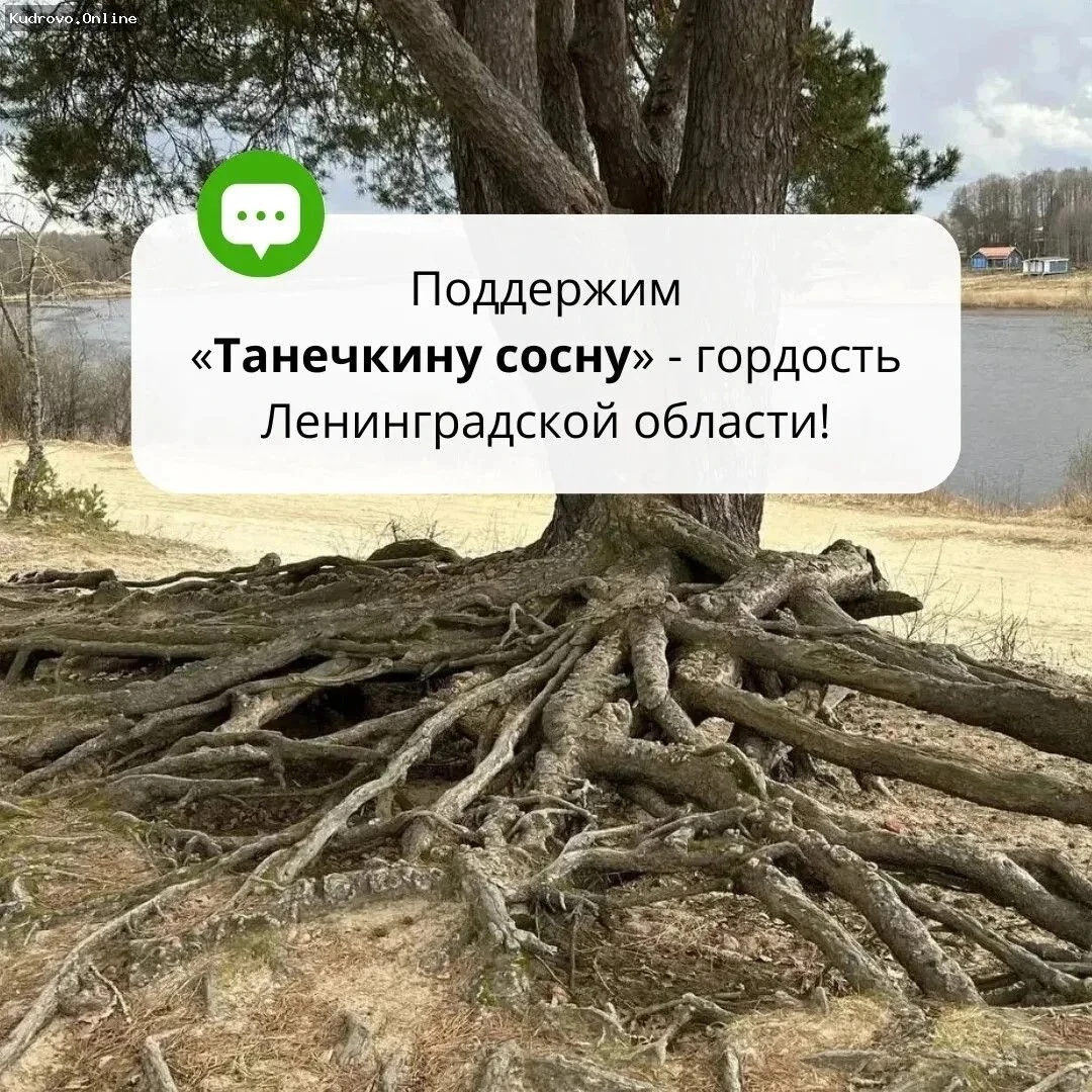 Сосна из Сясьстроя борется за звание «Российское дерево года 2026»