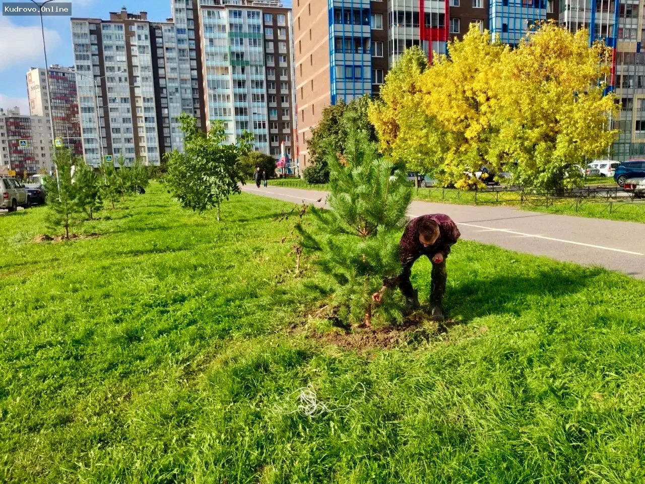 Осеннее озеленение в  Заневском поселении набирает обороты