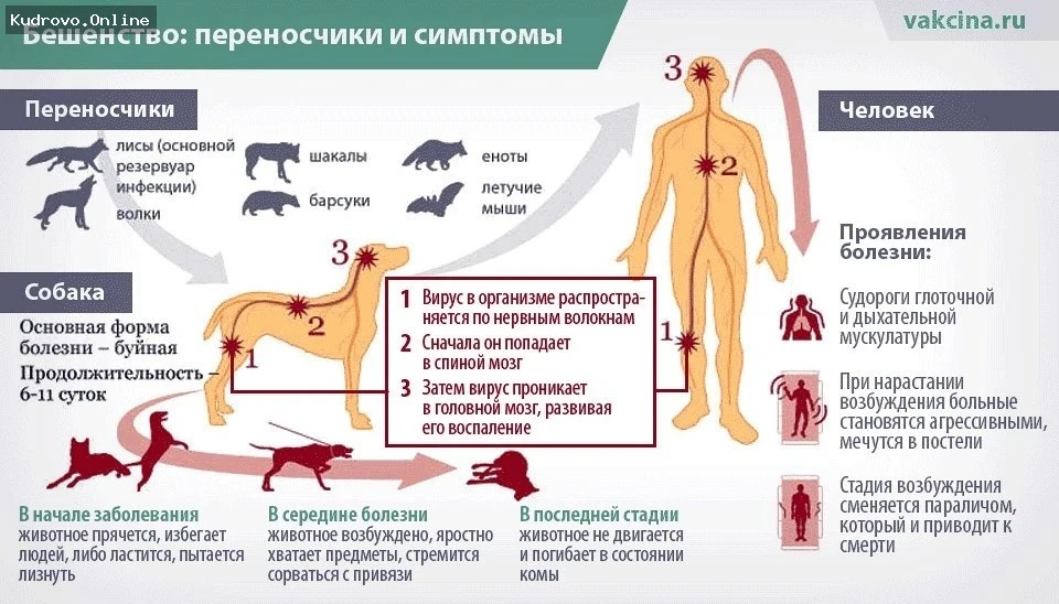 Как предотвратить распространение бешенства