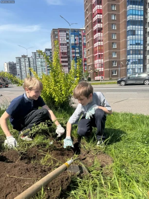 Кустарники в «Уголке Кудрово»