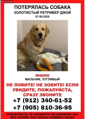 Ищем пропавшего золотистого ретривера в  Янино-1