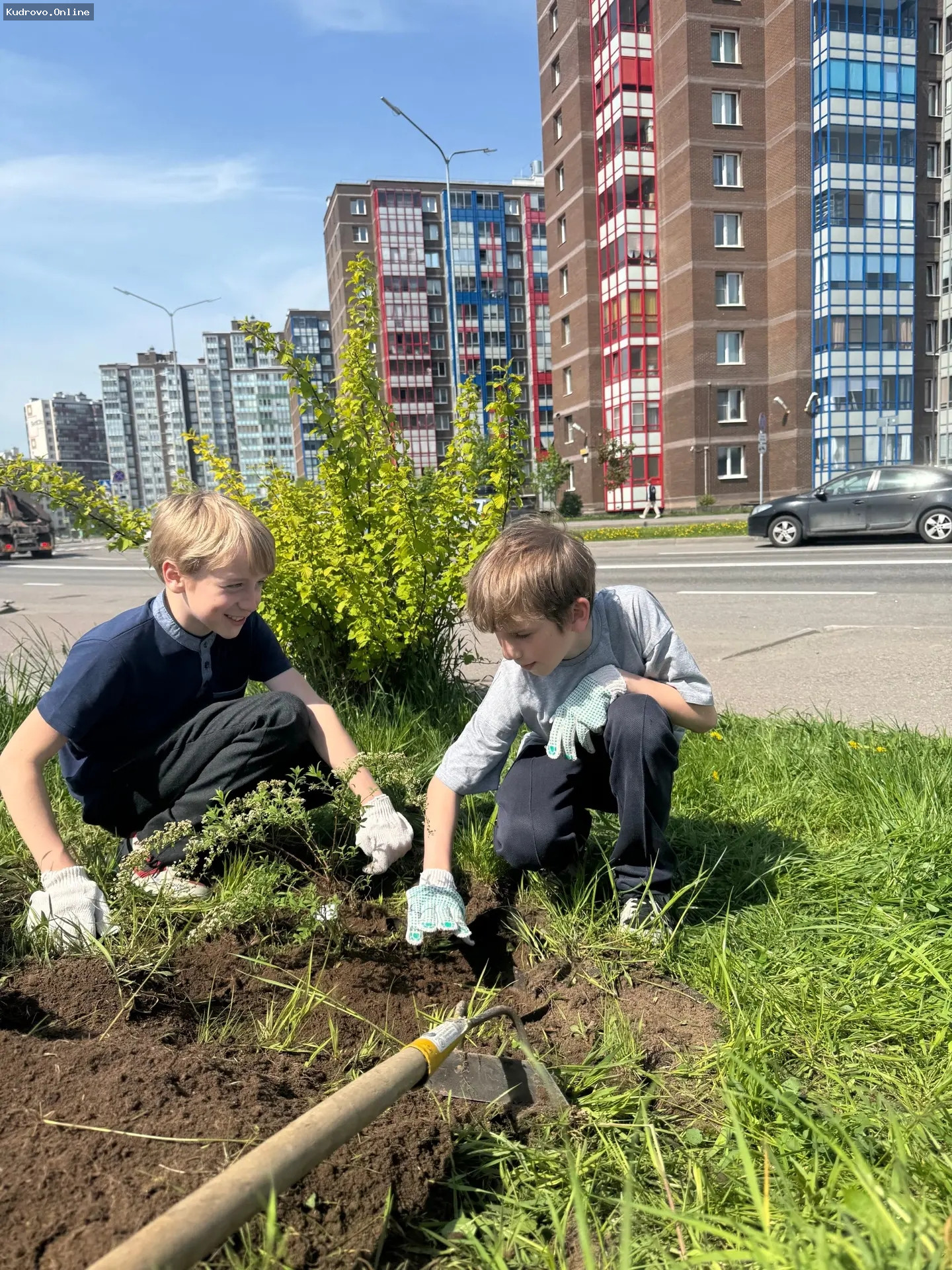 Кустарники в «Уголке Кудрово»