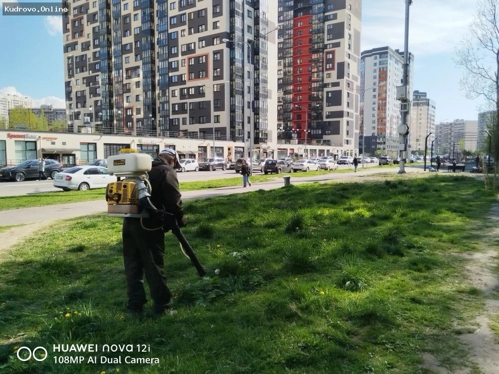 Борьба с борщевиком в Заневском поселении